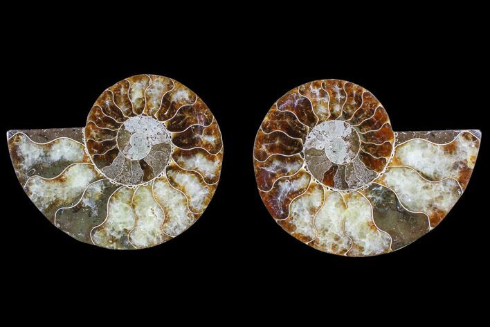 Cut & Polished Ammonite Fossil - Agatized #82311